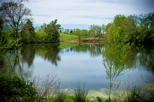 Gorgeous pond on a farm in Shelbyville, TN.