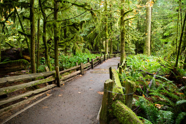 istock MacMillan Provincial Park Cathedral Grove Vancouver Island 668054714