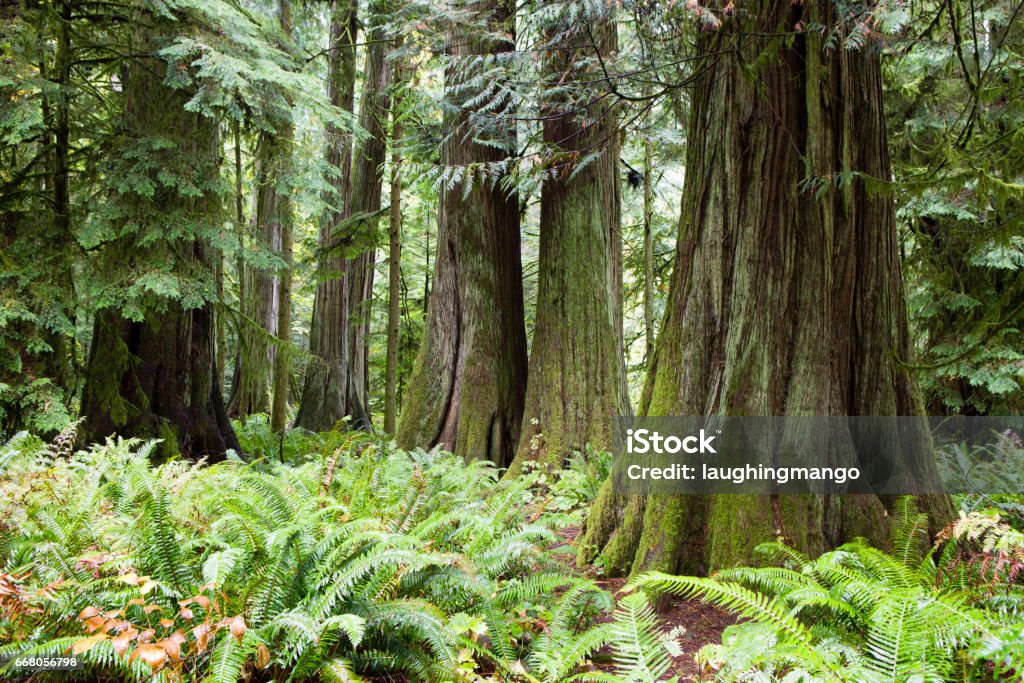 MacMillan Provincial Park Cathedral Grove Vancouver Island MacMillan Provincial Park is a provincial park near Port Alberni on Vancouver Island in British Columbia, Canada. The park is home to a famous, 157 hectare stand of ancient Douglas-fir, known as Cathedral Grove. British Columbia Stock Photo