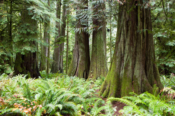 macmillan provincial park katedra grove vancouver island - british columbia rainforest forest canada zdjęcia i obrazy z banku zdjęć