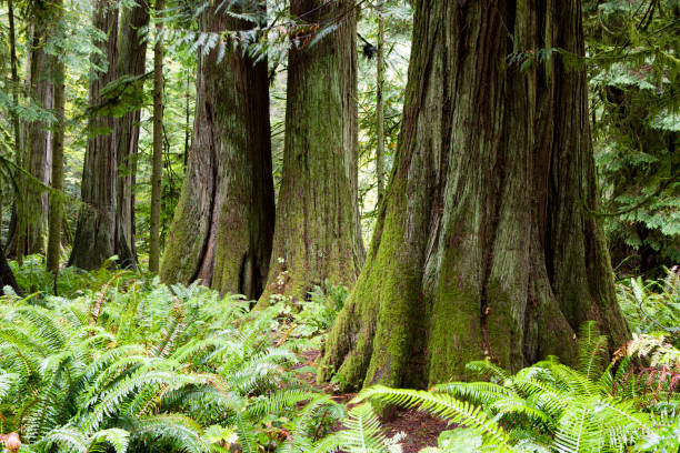 istock MacMillan Provincial Park Cathedral Grove Vancouver Island 668056800