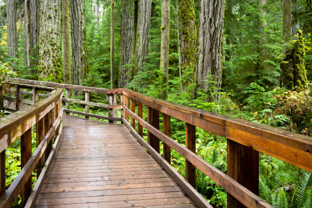 istock MacMillan Provincial Park Cathedral Grove Vancouver Island 668056898
