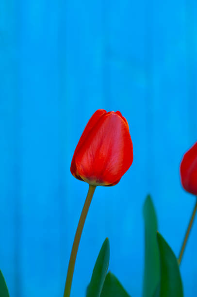 istock Red tulip on a blue background 668056918