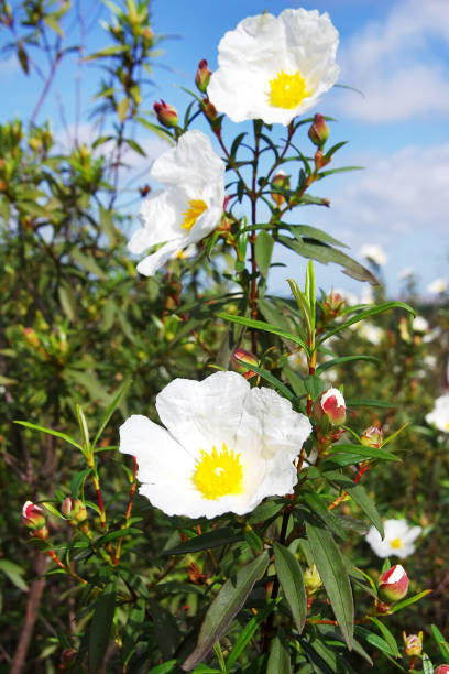 istock Wild flowers, Gum rockrose 668058130