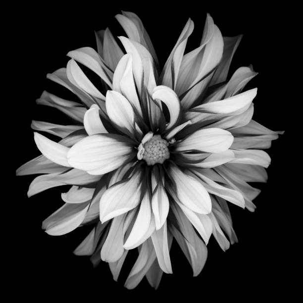 istock Mochrome dahlia isolated on black background 668060888