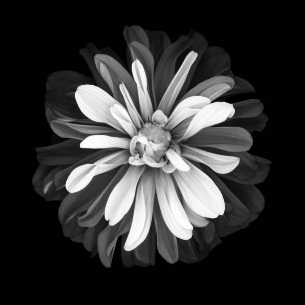 istock Mochrome dahlia isolated on black background 668061068