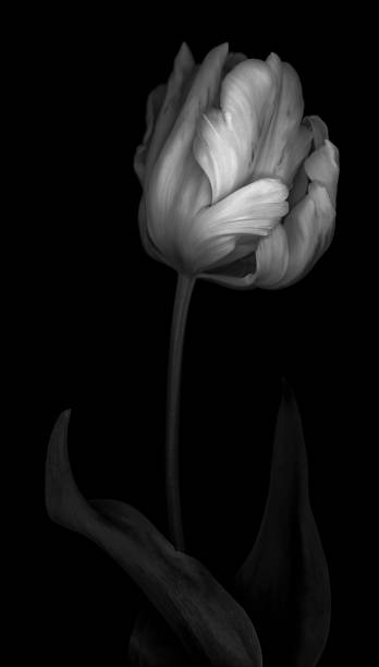 istock Monochrome Parrot Tulip isolated on black 668061324