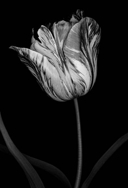 istock Monochrome Tulip isolated on black 668061488