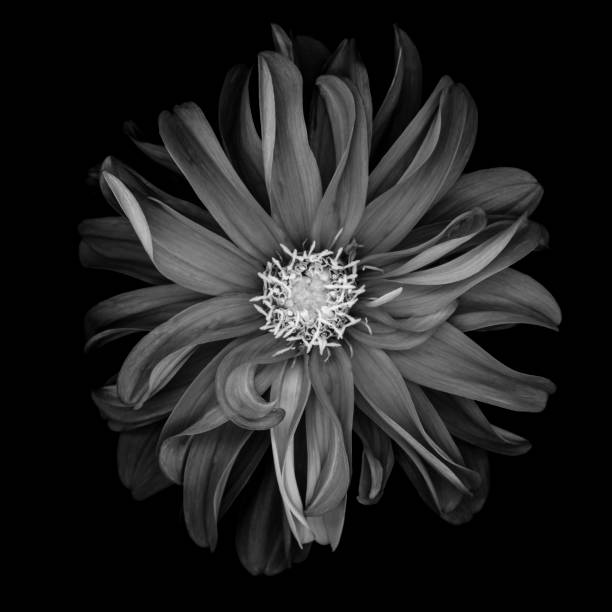 istock Mochrome dahlia isolated on black 668063784