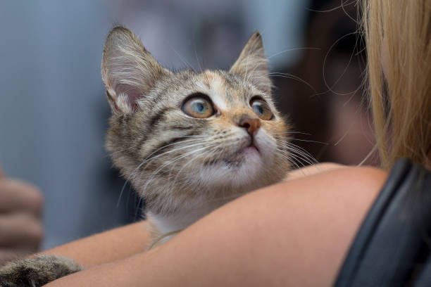 istock Frightened kitten in the hands of a volunteer 668064142