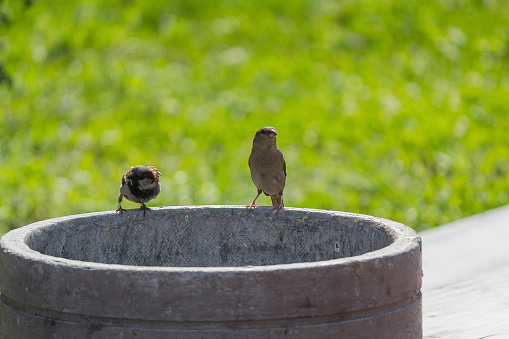 Two sparrows sitting on a garbage urn. Animals