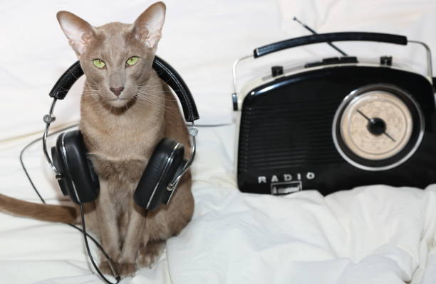 istock Cat with headphones and radio 668064678