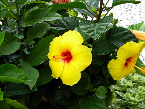 istock Beautiful hibiscus flower 668064756