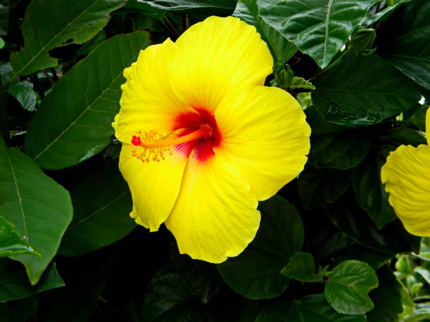 istock Beautiful hibiscus flower 668064758