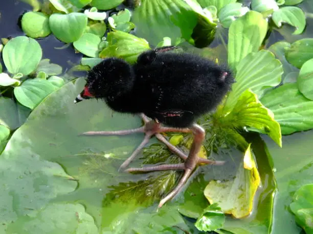 Purple Gallinule chick standing on a lily pad.