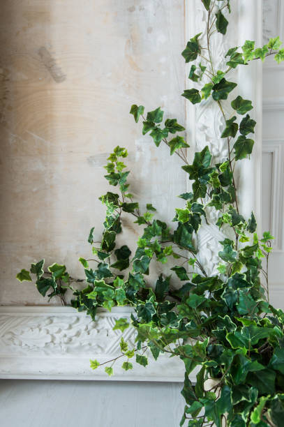 istock White art stucco gypsum wall with a grean loach branch on it 668073022