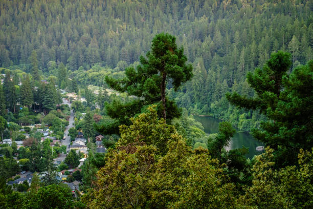 istock Sequoia and pine trees in Guernewood Park 668073802