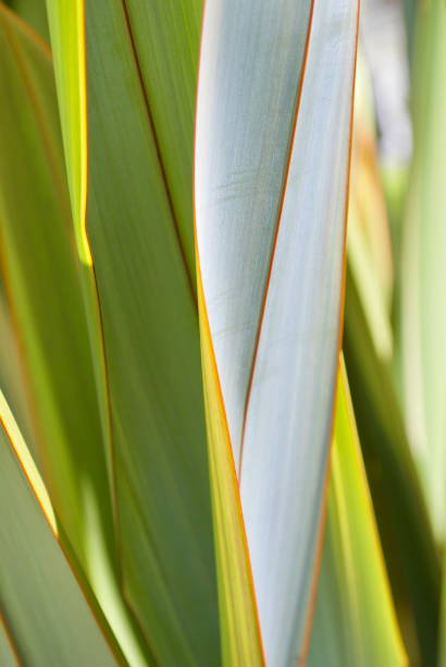 istock New Zealand Flax (Harakeke) Plant Background 668073842