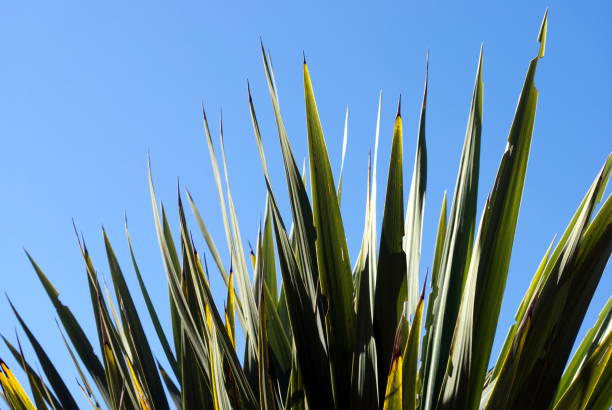 istock New Zealand Flax (Harakeke) Plant Background 668074476