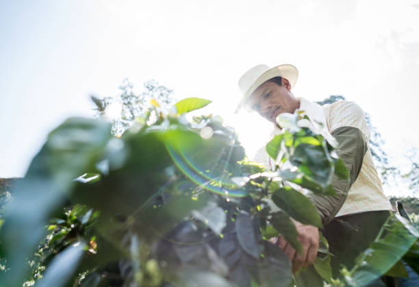 Happy Colombian man working at a coffee farm collecting coffee beans - agriculture concepts