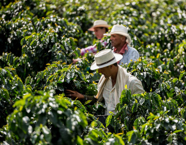 istock Men working at a coffee farm collecting coffee beans 668074554