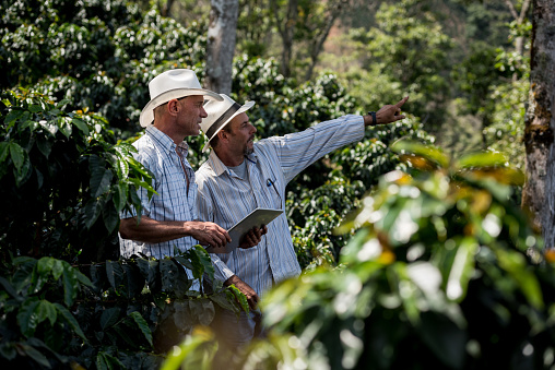 Latin American men managing a coffee farm and pointing at the crop - agriculture concepts