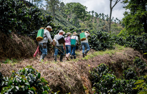 istock Latin American farmers working at a coffee farm 668075346