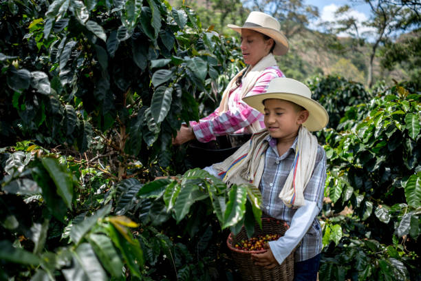 istock Mother and son working at a coffee farm 668076630