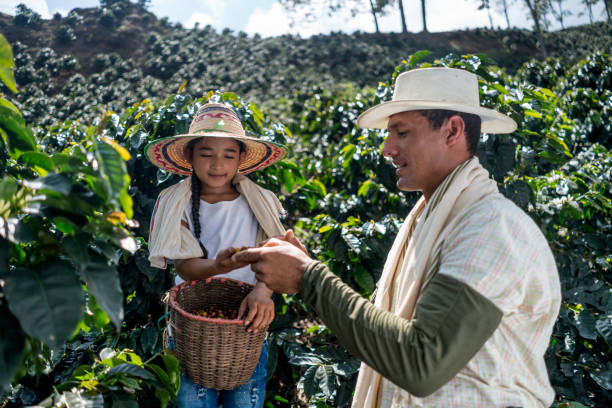 istock Girl helping her father collecting coffee beans 668076654