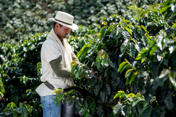 Happy Colombian man working at a coffee farm collecting coffee beans - agriculture concepts
