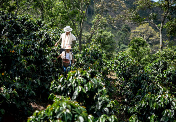 istock Father and daughter working at a coffee farm 668076662
