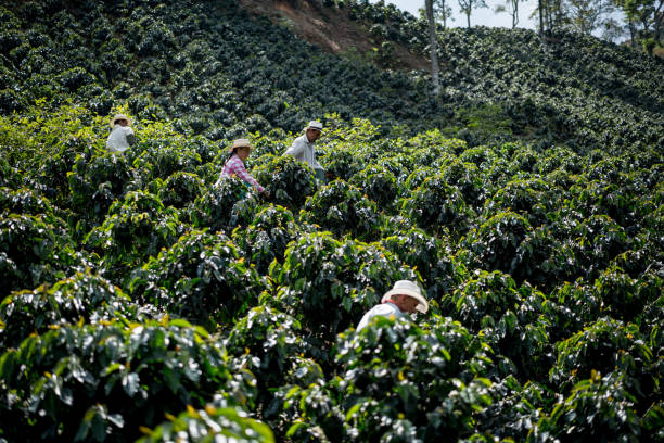istock Farmers working at a coffee farm collecting coffee beans 668076704