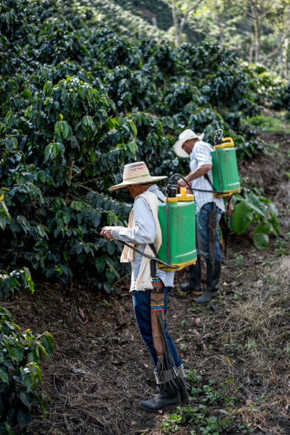 istock Farmers working at a coffee farm fumigating the crop 668076710