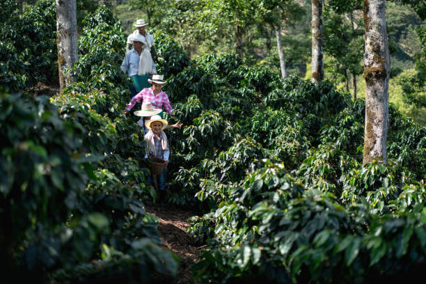 istock Happy family working at a coffee farm 668076712