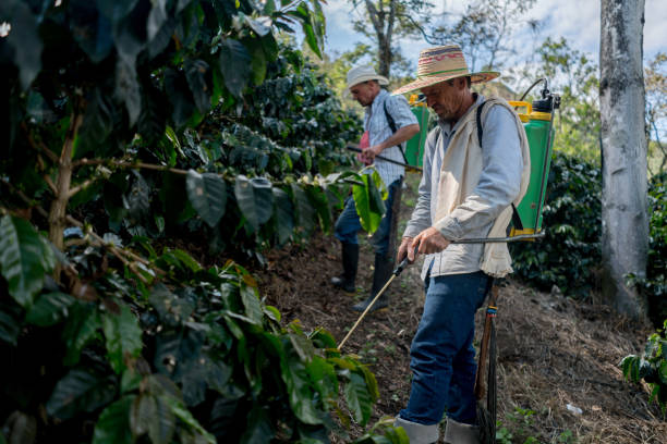 istock Farmers working at a coffee farm fumigating the crop 668076720