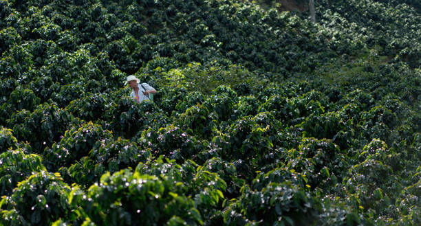 istock Farmer working at a coffee farm fumigating the crop 668076728