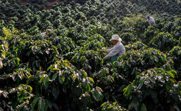 istock Farmers working at a farm collecting coffee beans 668076756