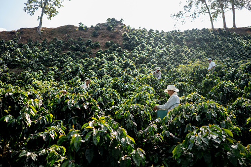 Group of Colombian farmers working at a coffee farm collecting coffee beans â agriculture concepts