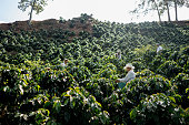 Farmers working at a coffee farm collecting coffee beans