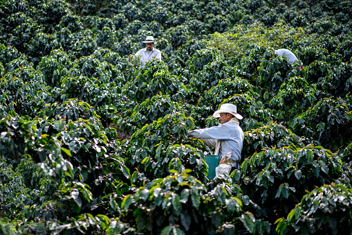 Group of Colombian men working at a coffee farm collecting the crop - agriculture concepts