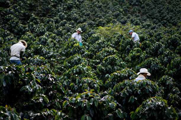 istock Men working at a coffee farm harvesting the crop 668076768