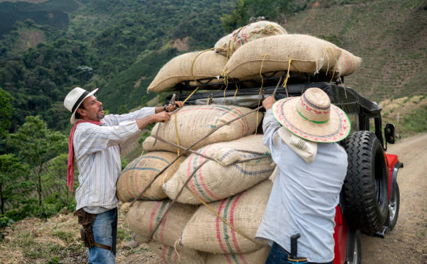 istock Men transporting sacks of coffee in a car 668076806