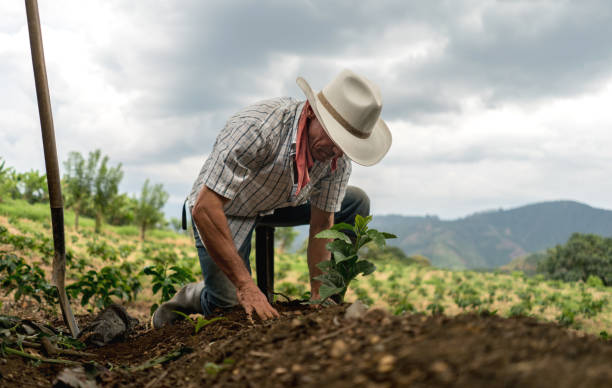 mann, das land auf einem bauernhof aussaat - farm worker stock-fotos und bilder