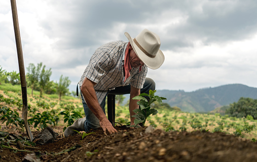 Latin American man sowing the land at a farm - agriculture concepts