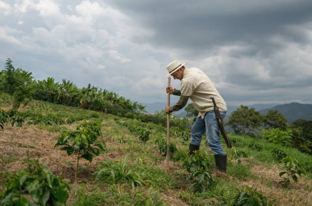 istock Farmer working the land at a farm - agriculture concepts 668076838
