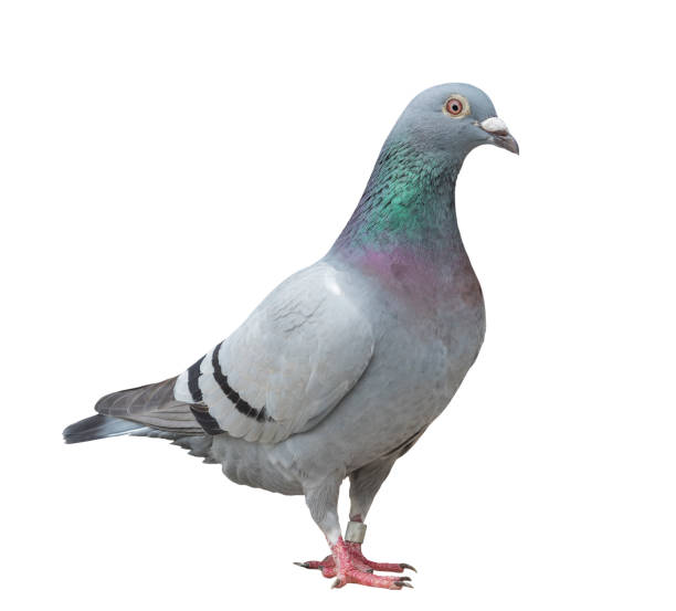 istock close up full body of speed racing pigeon bird isolate white background 668080242