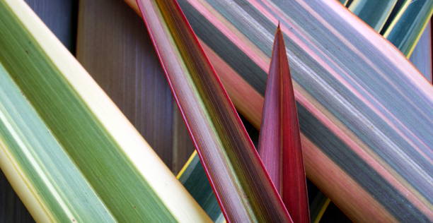istock New Zealand Flax (Harakeke) Plant Background 668084154
