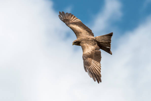 Scout Black Kite milvus migrans stock pictures, royalty-free photos & images