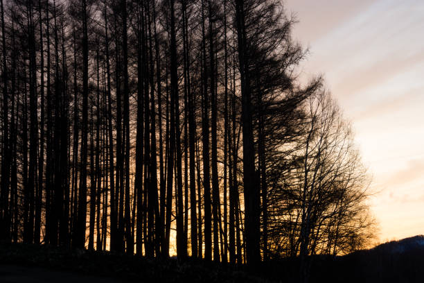 Silhouette of the forest with sunset sky Silhouette of the forest with sunset sky in Biei Hokkaido Japan 丘 stock pictures, royalty-free photos & images