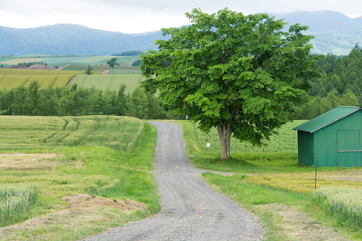 Summer countryside scenery with big tree and one gravel road